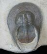 Rare Harpid Trilobite From Jorf #16057-3